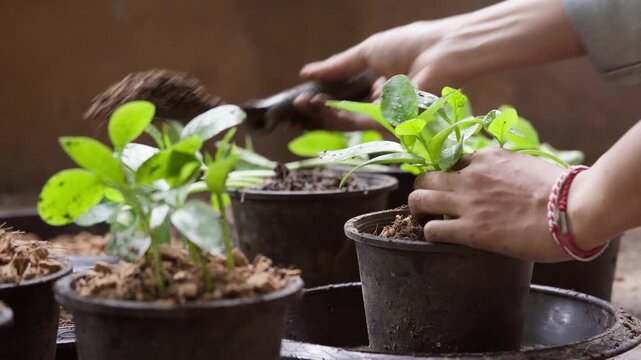 Hands transplant young Malabar spinach seedlings into a pot, adding soil and coconut husk mulch for home gardening and growing fresh edible vegetables.