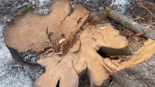High angle of freshly cut tree trunk rings on burnt soil