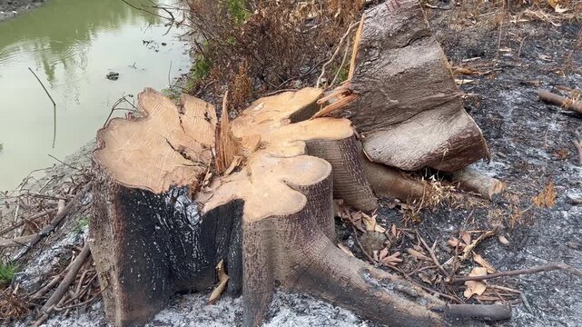Freshly cut tree stump near riverbank with burnt land concept