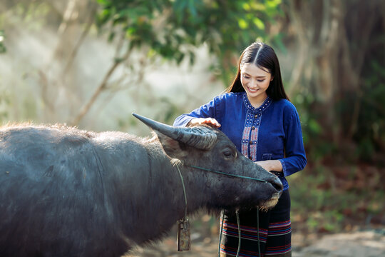Charming young Isan woman in traditional Indigo dyed costume gently petting her water buffalo with love in Sakon Nakhon countryside, Thailand. 