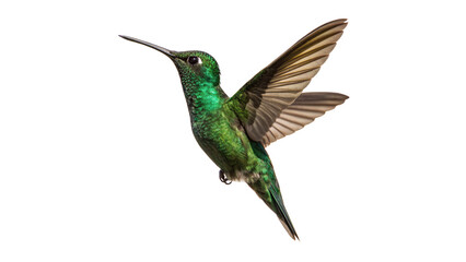 Beautiful green hummingbird flying or hovering in mid air isolated nature illustration © Jack
