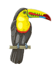 Fototapeta premium Sketched toucan tropical bird illustration