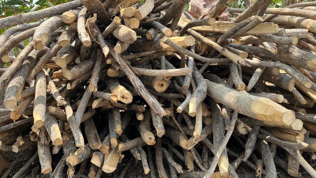 Pile of dry chopped twigs and branches for firewood background