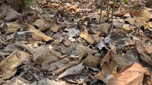 Scattered Dry Autumn Leaves on the Ground Texture