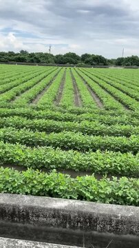Lush Green Peanut Field View with Moving Camera Shot in Agricultural Countryside