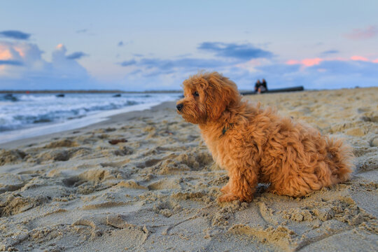 Maltipoo puppy at the beach with summer sunset. Poland