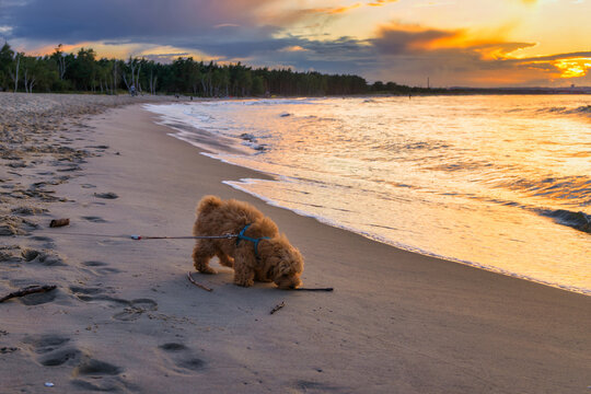 Maltipoo puppy at the beach with summer sunset. Poland