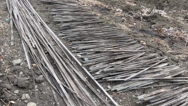 Traditional bamboo sticks line on agricultural farm soil stock footage
