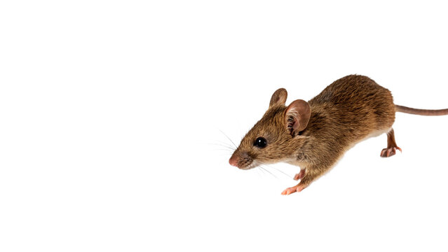 Small wild field mouse rodent crawling on flat dark surface isolated creature profile