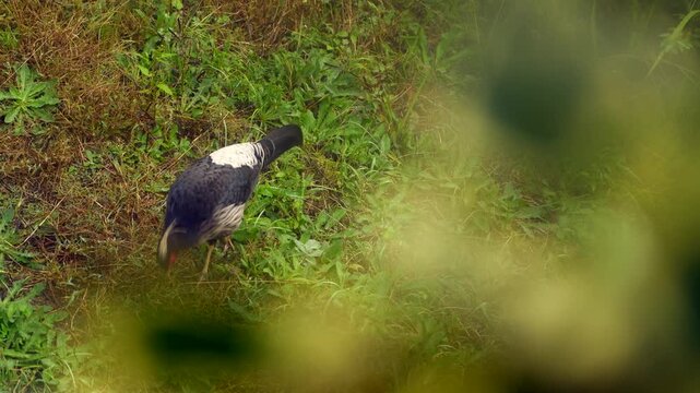 Male Kalij Pheasant Foraging on Forest Floor Through Natural Foliage in India
