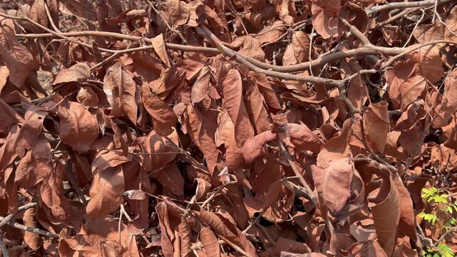 Close up dry brown leaves and branches heap texture natural b roll