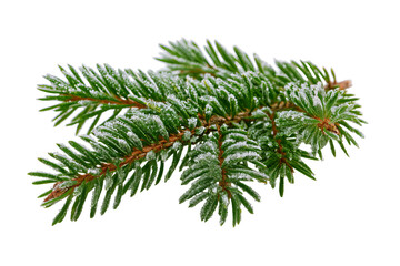 Fototapeta na wymiar Green fir branch covered with delicate frost, isolated PNG on transparent background