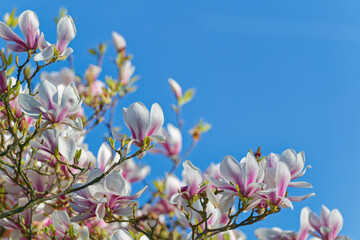 Blooming Pink Magnolia Tree Against Vibrant Blue Spring Sky © Holger