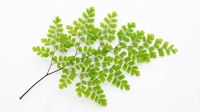 Fresh green maidenhair fern leaf frond with delicate small leaflets arranged symmetrically on a dark stem, isolated on a clean white background for botanical displays