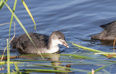 Young Eurasian coot chick Fulica atra swimming near reeds © Юрій Балагула