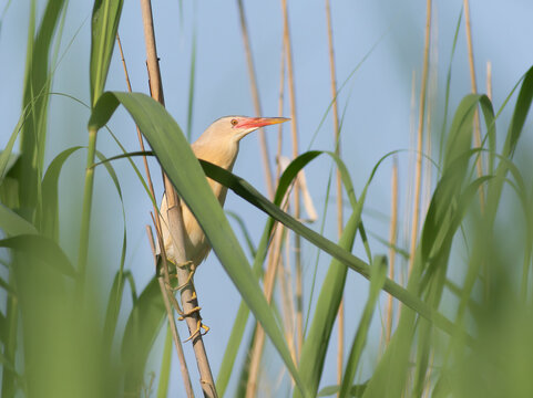 Little bittern Ixobrychus minutus perching on green reeds