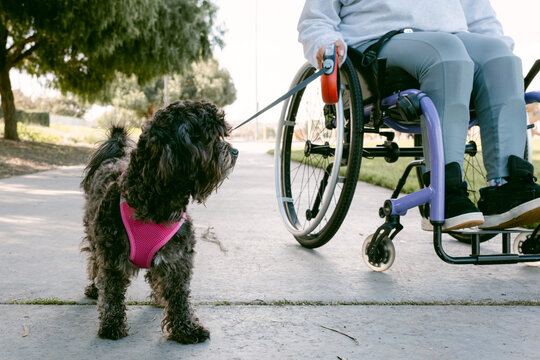 Person in wheelchair walking their cute poodle mix dog