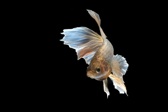 Elegant betta fish with flowing fins swimming