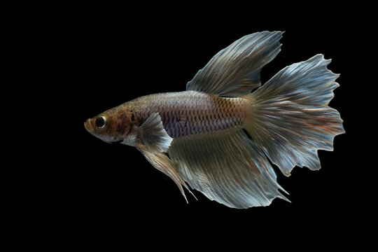 A beautiful silver betta fish swims in the dark