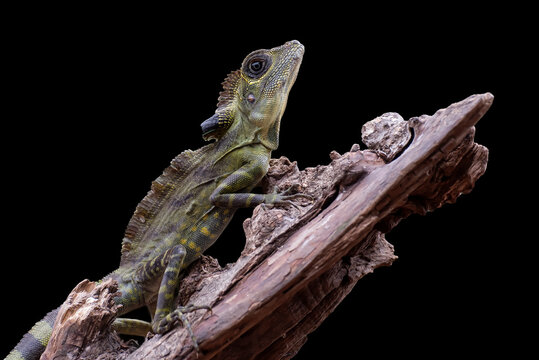 Green forest dragon lizard climbing on a piece of wood