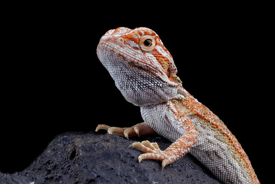 A young bearded dragon poses on a dark rock