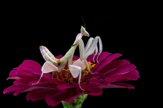 A delicate white orchid mantis on a magenta zinnia flower