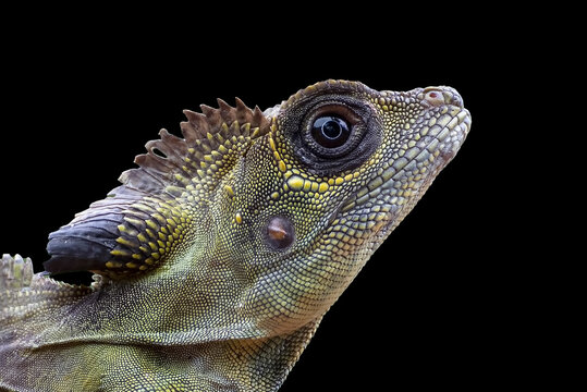 Close up of a great anglehead lizard head