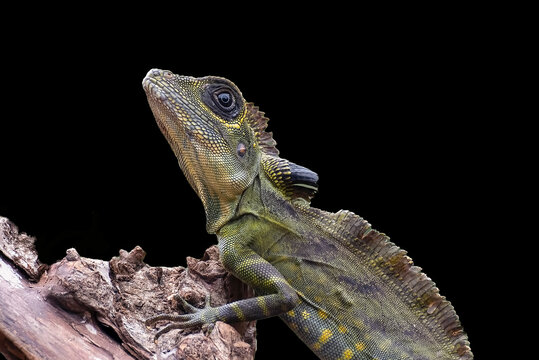 Profile of a Great Anglehead Lizard on a branch