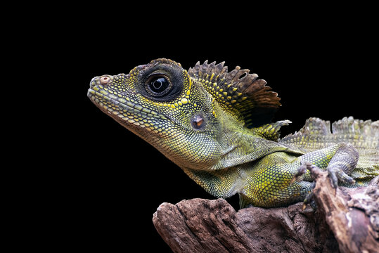 Detailed close up of a Great Anglehead Lizard