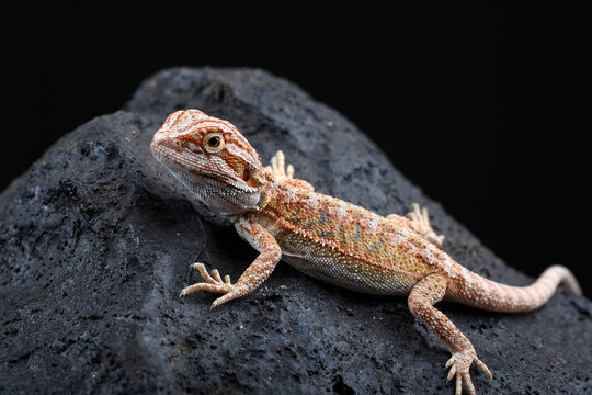 A baby bearded dragon lizard sitting on black rock