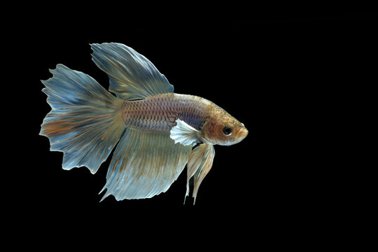 Elegant siamese fighting fish on a plain black background