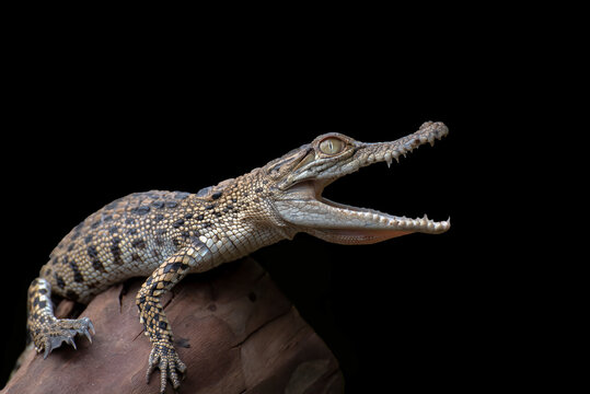 Small crocodile with open mouth against black background