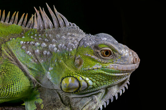Detailed macro portrait of a green iguana lizard