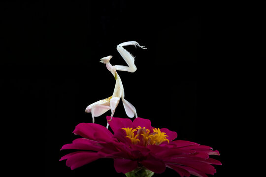 Orchid mantis in a striking pose on a magenta flower