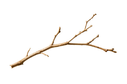 Minimalist dry winter twig with delicate bare branches, isolated PNG on transparent background