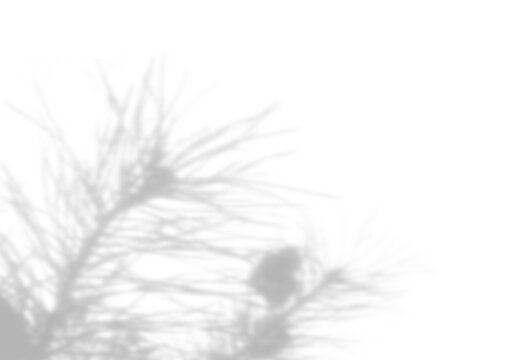 Natural light casts shadows from the field grass on a white background. Mockup.
