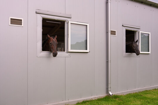 Two Horses Looking Out Open Windows of Modern Stable Exterior