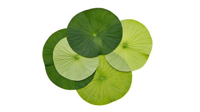 Group of round green lotus leaves overlapping, isolated on transparent background
