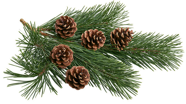Pine branch with five brown pinecones, isolated on transparent background