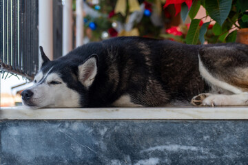 Siberian Husky Dog Sleeping Peacefully on Marble Ledge, Close Up Portrait of Fluffy Black and White Pet Resting Outdoors During the Day © AgioiDouloi