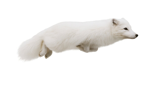 Arctic fox with fluffy white fur mid-leap, isolated on transparent background