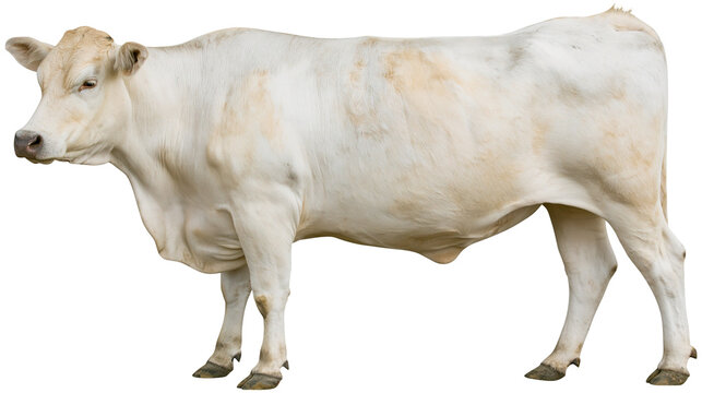 White Charolais cow with light brown markings, isolated on transparent background