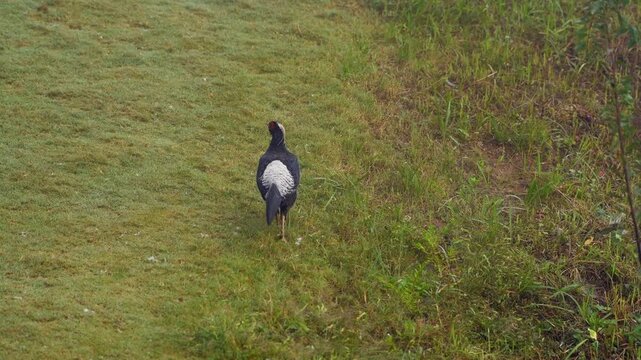 Male Kalij Pheasant Walking Away Through Natural Mountain Vegetation in India