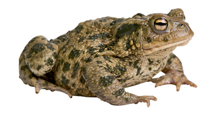 Fototapeta premium Brown warty toad with dark green spots, isolated on transparent background