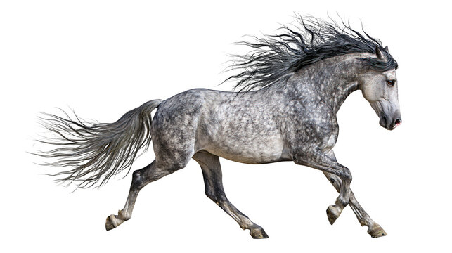 Dappled grey horse with flowing mane and tail, galloping dynamically isolated on transparent background