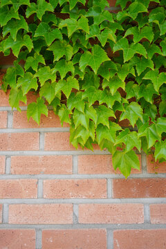 Green ivy leaves growing and creeping on a red brick wall background