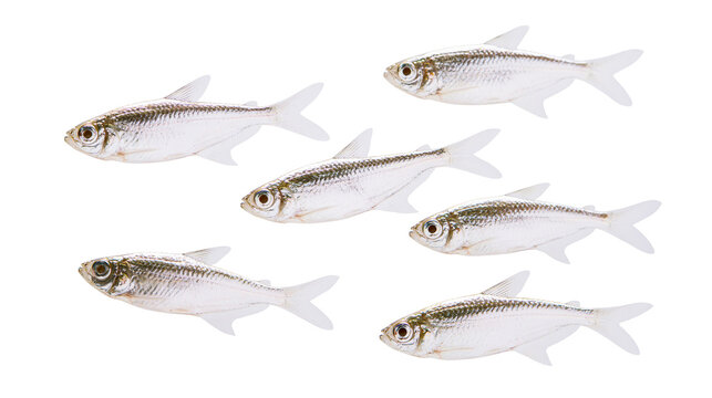 Six small silver fish swimming together, isolated on transparent background
