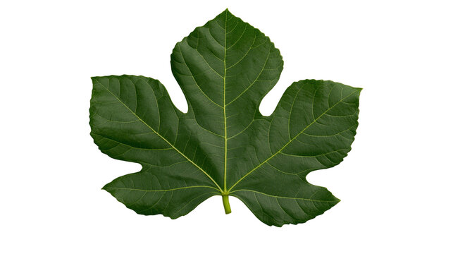 Deep green fig leaf with prominent veins, isolated on transparent background