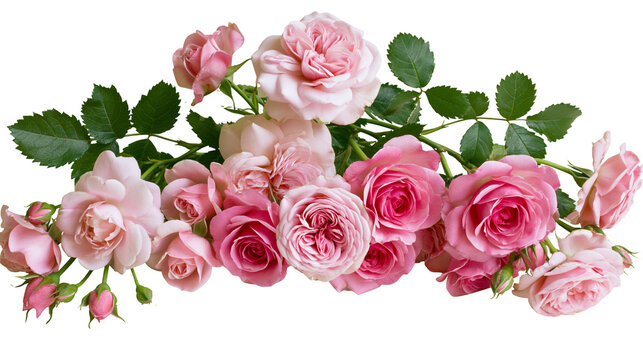 Delicate pink roses with green leaves, isolated on transparent background