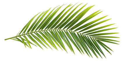 Green palm frond with delicate pointed leaves, isolated on transparent background © Marcel